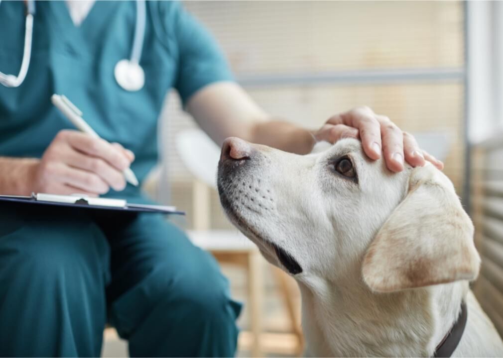 Common health problems for popular dog breeds